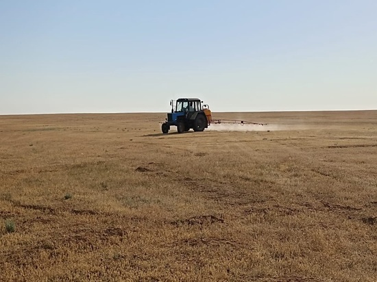 В Калмыкии начали борьбу с саранчой