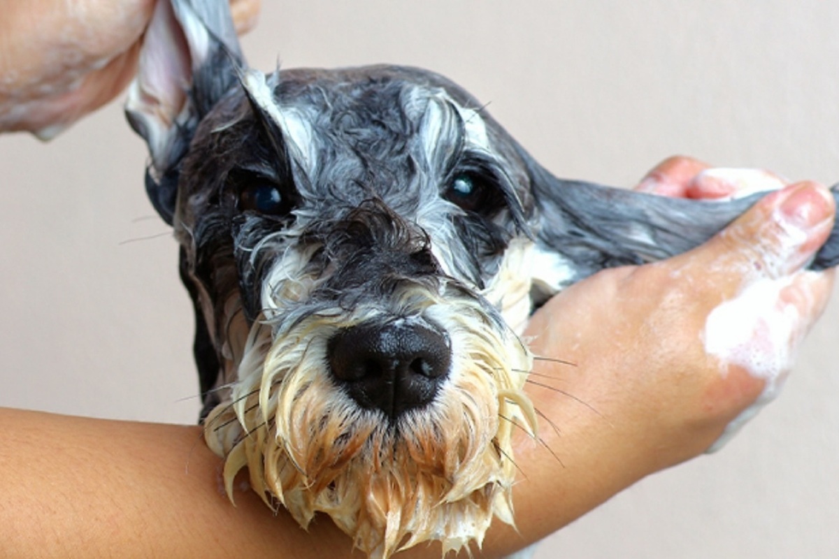 Кинологи рассказали почему нельзя мыть собаку человеческим шампунем