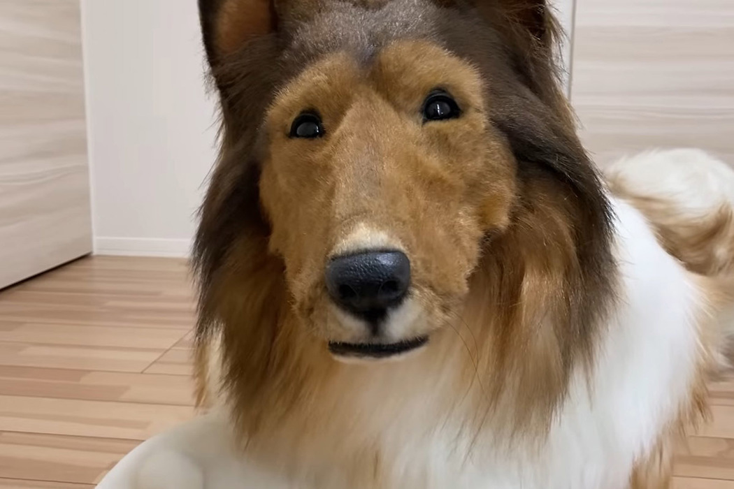Японец потратил кучу денег, чтобы стать собакой: кадры необычного превращения