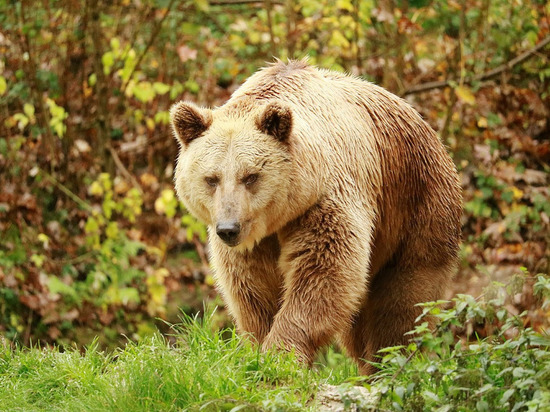 Житель Удмуртии пережил нападение дикой медведицы