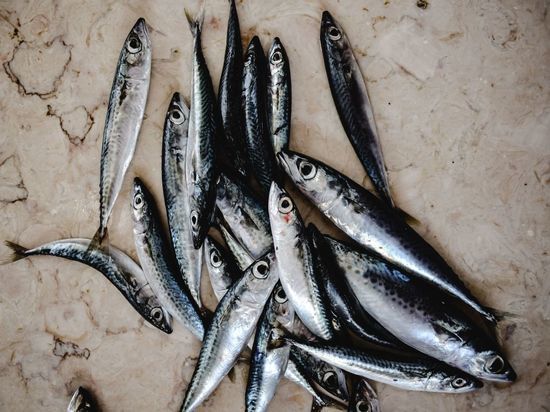 Экологи и чиновники начали искать причину массового мора рыб в водоемах Петербурга