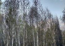 26 мая в Республике Бурятия тушились сразу 11 лесных пожаров