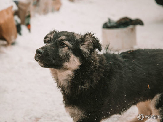 Кемеровчане пожаловались на очередную стаю собак