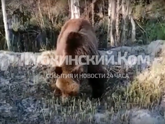 Жующую траву медведицу встретили водители на трассе в ЯНАО