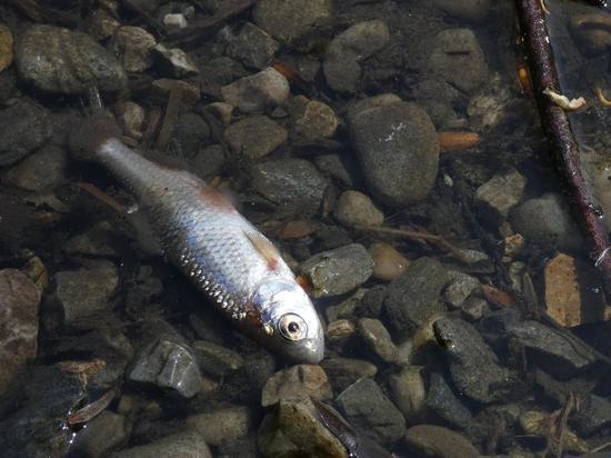 Экологи начали проверку воды из петербургских водоемов в связи с массовой гибелью рыбы