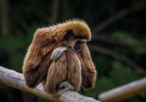 Оспа обезьян, вспышкой которой озабочены во всем мире, представляет опасность