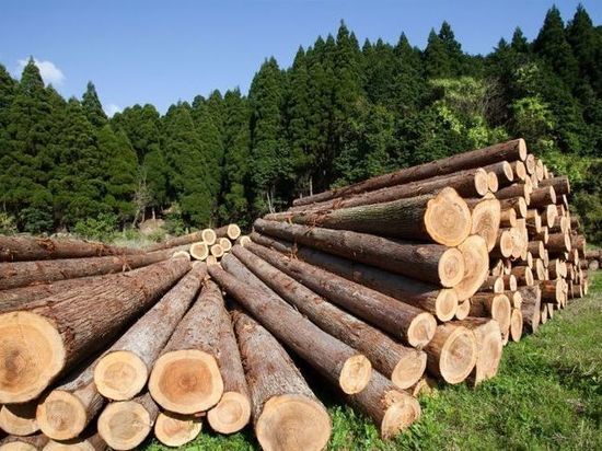 Четверо сотрудников лесхоза из Башкирии спилили леса на 4,9 млн рублей