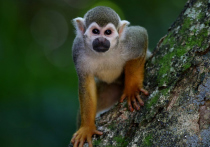 В мире продолжает нарастать беспокойство по поводу нового опасного недуга — оспы обезьян