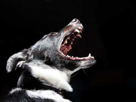 С начала года жертвами зубов бродячих собак стали 173 жителя Ямала