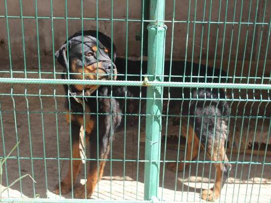 Мэр Горловки приютил пса из Мариуполя