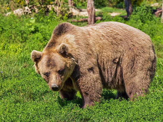 Несмотря на аномально холодную весну, медведи вышли из спячки и успели проголодаться за долгую зиму