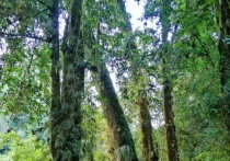 В чилийском национальном парке растет дерево, чей возраст может намного превосходить другие старейшие деревья планеты.
