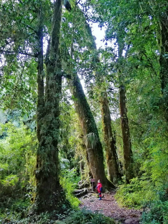 Самое старое дерево на планете, возможно, растет в Чили