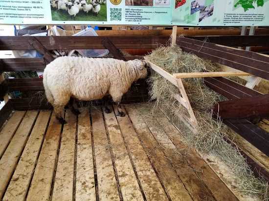 Уникальные овцы из Карелии съездили на выставку в Волгоград