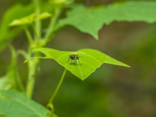 В Элисте проведут массовую обработку деревьев