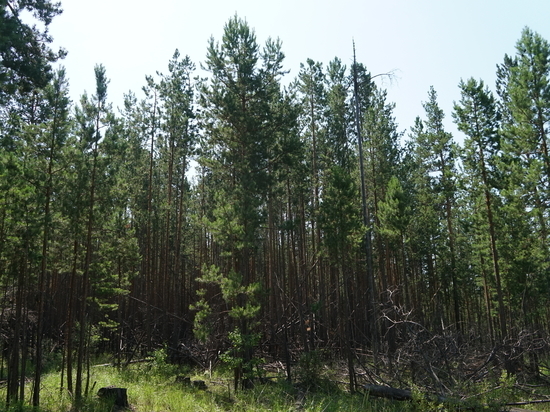 В Иркутской области очистят от валежника леса, прилегающие к населенным пунктам