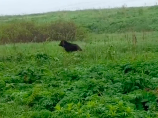 На Сахалине заметили двух «пасущихся» медведей