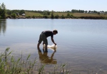 В озеро в селе Шахи Павловского района выпустили 50 тысяч мальков белого амура