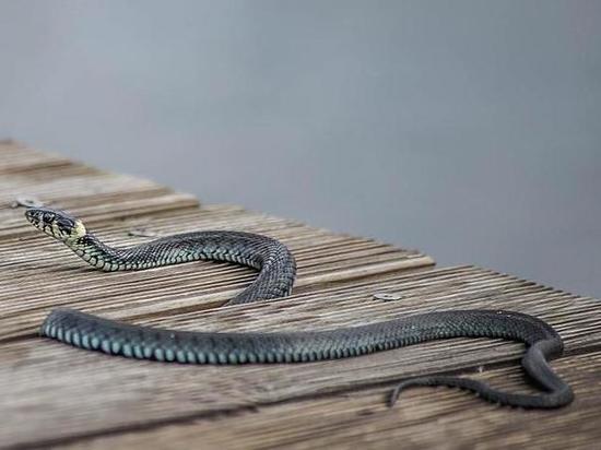 Жительница Волгоградской области обнаружила у себя в туалете живую змею