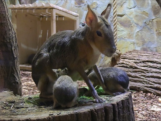В Ленинградском зоопарке родились два детеныша патагонских мар и уже начали уплетать одуванчики