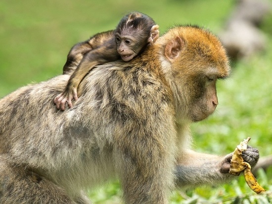 Появление оспы обезьян связали с биолабораториями США на Украине