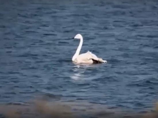 Лебедя Гришу с поврежденным крылом выпустили на озеро Салехарда после зимовки