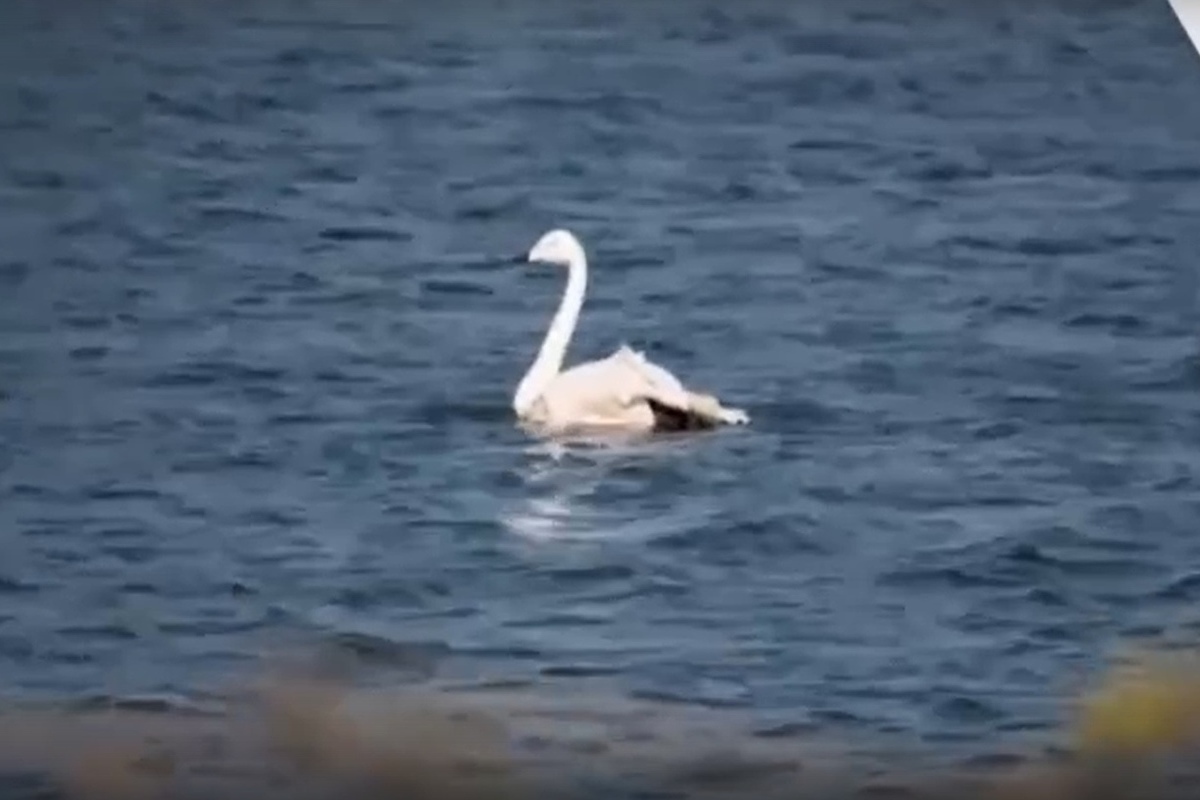 Лебяжье озеро Салехард. Лебеди на Ямале. Лебяжье лебеди. Лебеди на озере на Ямале.