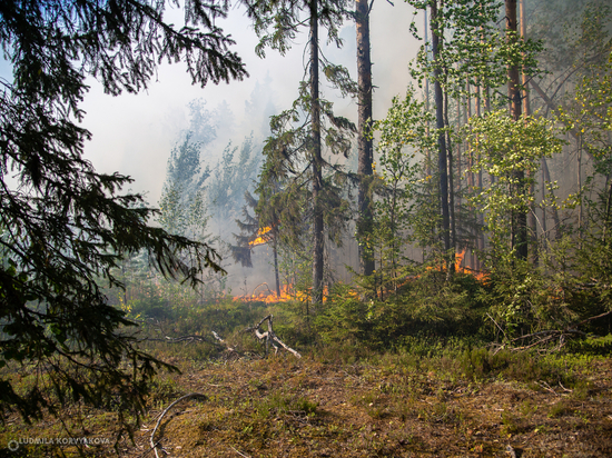 Лесной пожар оперативно потушили в Муезерском районе Карелии