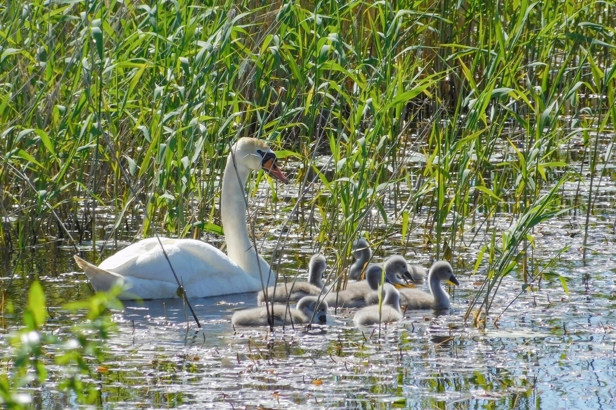 Погода в лебедях калининского района. Птенцы лебедя в Гагаринском парке. Лебеди на озере в Кишерти. АЭС лебеди. Псковское озеро лебеди.