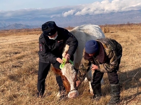 В Туве с начала года произошло 30 случаев наезда на животных