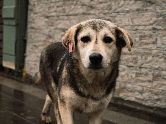 В районе Карелии нарушили условия содержания отловленных собак