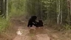 Медведи боролись на грязной дороге в центре Сахалина