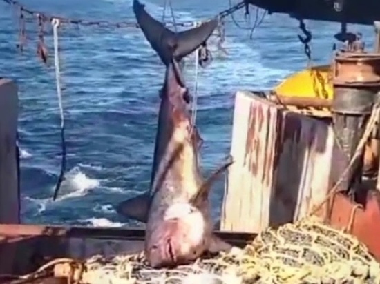 Рыбаки решили хайпануть в сети с пойманной акулой-гигантом