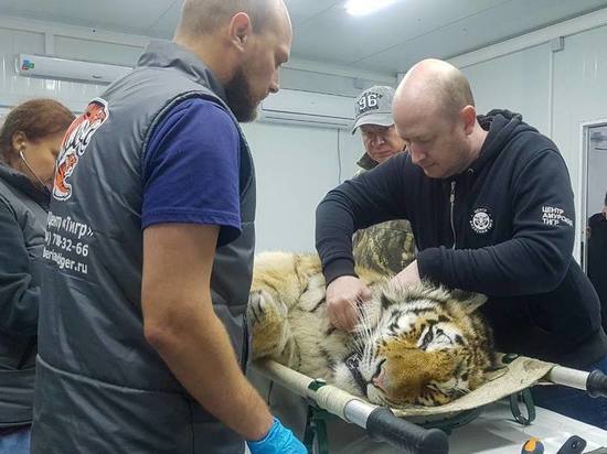 В Приморье тигр, нападавший на собак, вернулся в дикую природу
