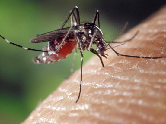 Как защитить себя от комаров летом