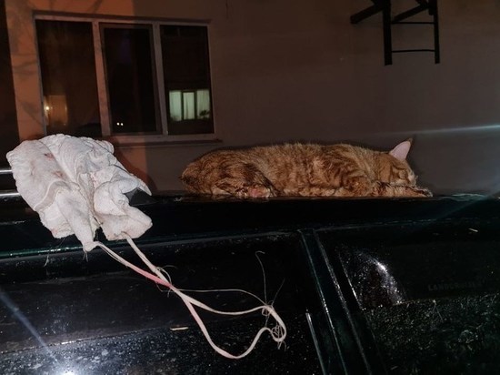Кот упал с четвертого этажа дома и застрял лапой в люке внедорожника в Южно-Сахалинске