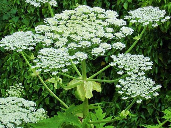 Борщевик на Сахалине: чем опасно растение, как уничтожить и какие штрафы предусмотрены