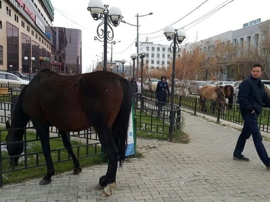 В пригороде Якутска появится штрафстоянка для лошадей