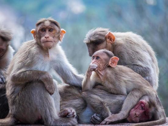 Врач раскрыл разницу между ветрянкой и оспой обезьян