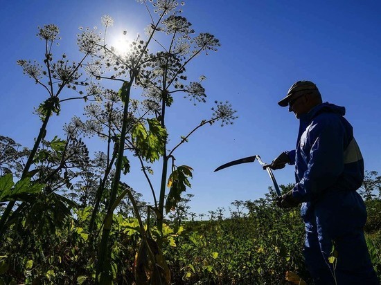 Европейской России предрекли полное зарастание борщевиком за 20 лет