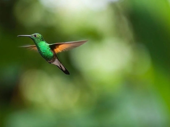 Учёные: почему колибри с трудом поднимаются в гору
