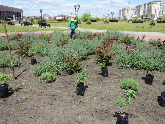 В Олимпийском парке Тамбова высадили чайные розы