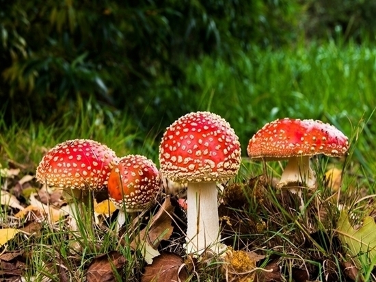 Двое жителей Ростовской области отравились дикими грибами