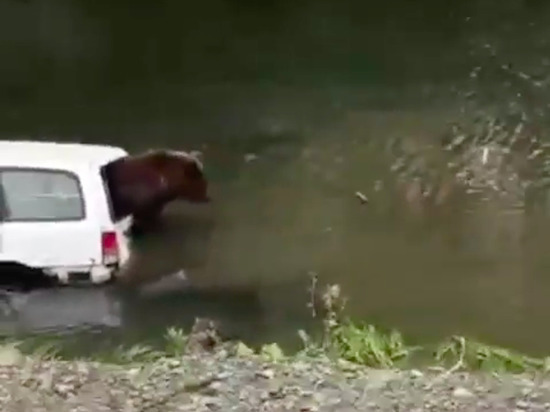 Медведь залез в утонувший автомобиль, чтобы найти себе еду на Сахалине