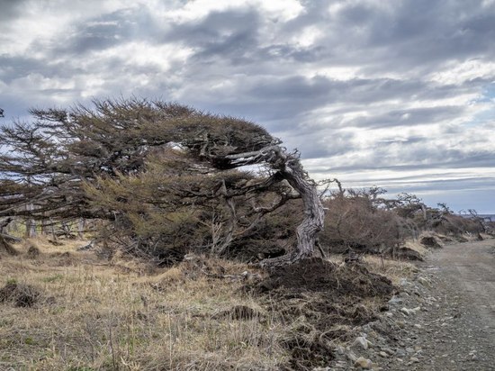 «Суровый климат»: фотограф запечатлел «танцующие» деревья на Курилах