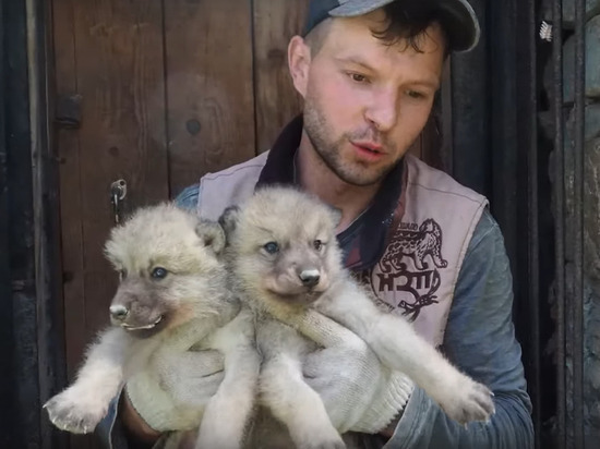 Гудзонские волчата родились в Новосибирском зоопарке