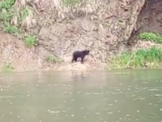 Встреча рыбаков с медведем едва не закончилась трагедией на Сахалине