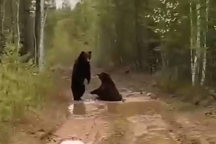 Мужик дерется с медведем. Драка медведей на дороге. Медведи в Сосновоборском районе.