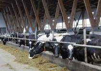 Шесть хозяйств, получивших субсидии, занимаются молочным скотоводством, а одно – птицеводством