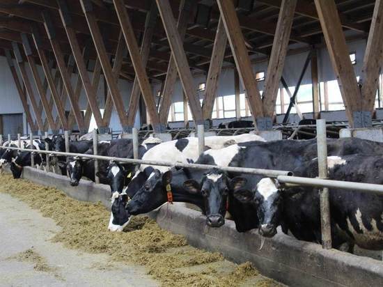 Семь племенных животноводческих хозяйств в Кузбассе получили государственную поддержку